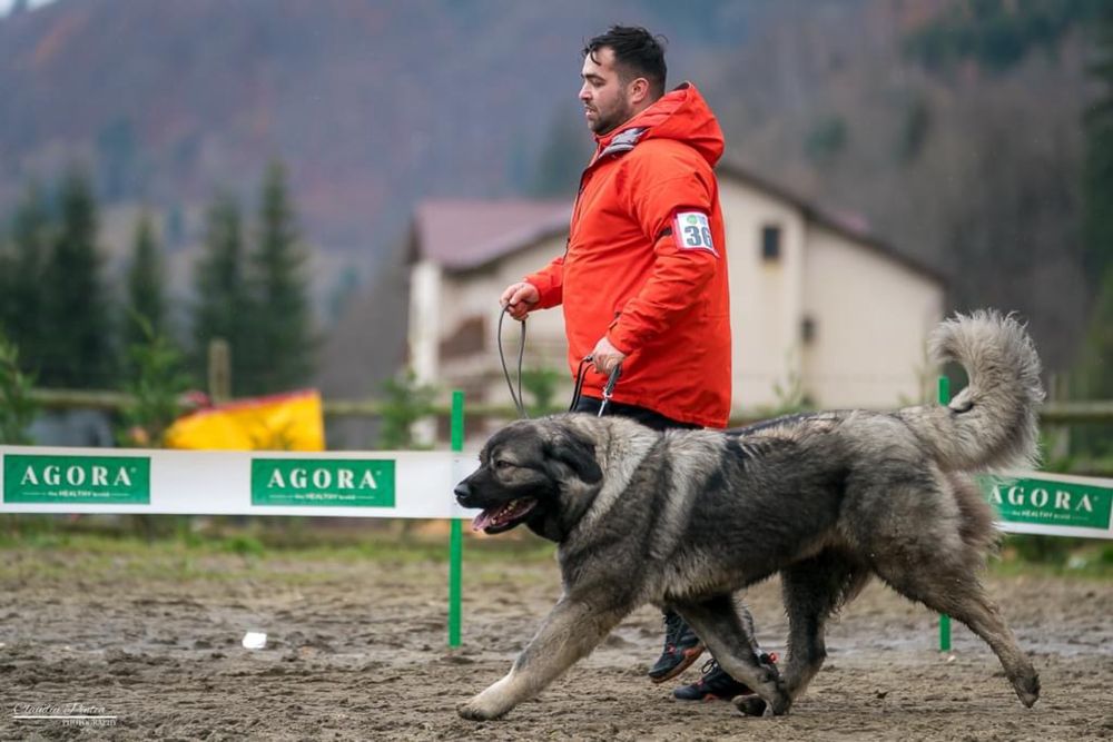 Pui Ciobanesc Caucazian