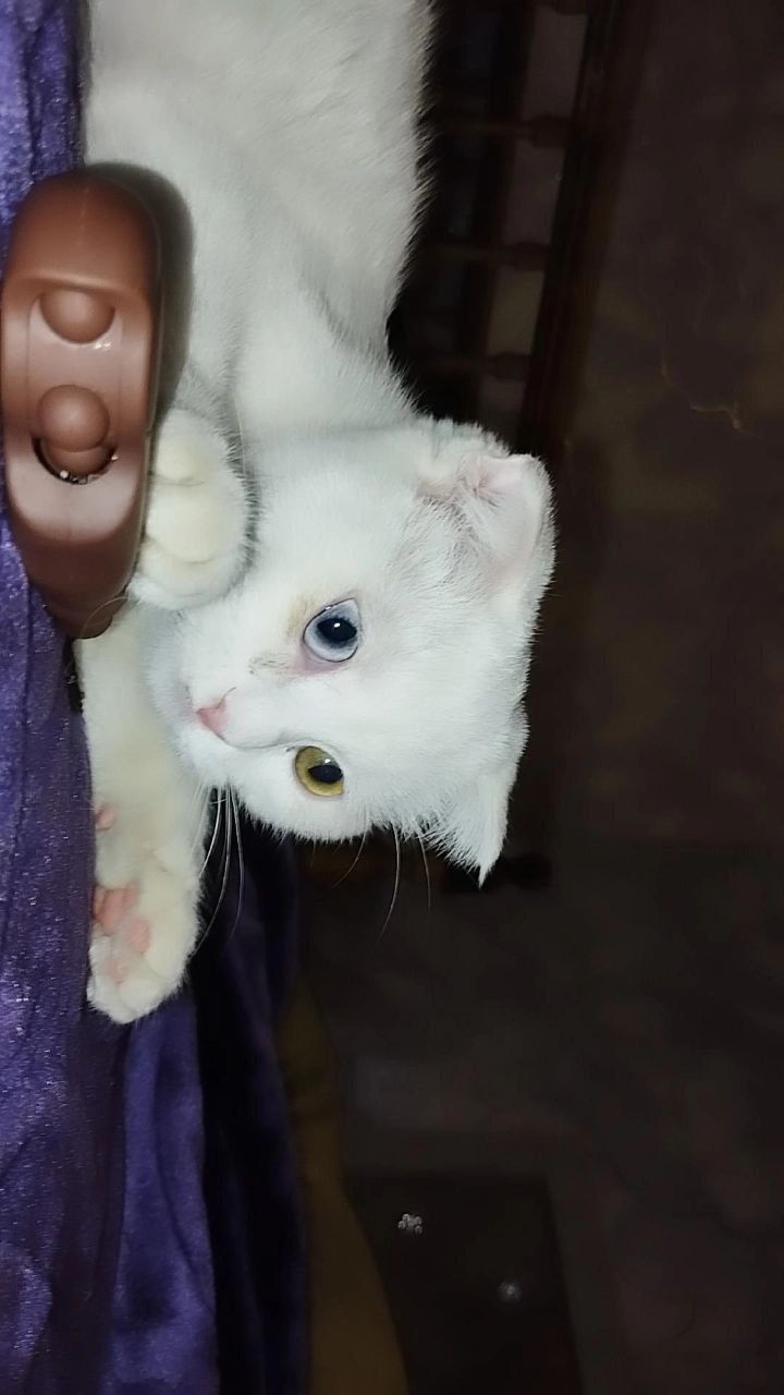 Продаётся кошка и котята