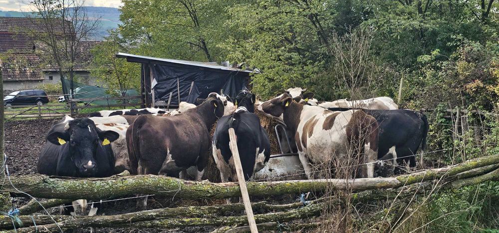 De vanzare 20 de vaci