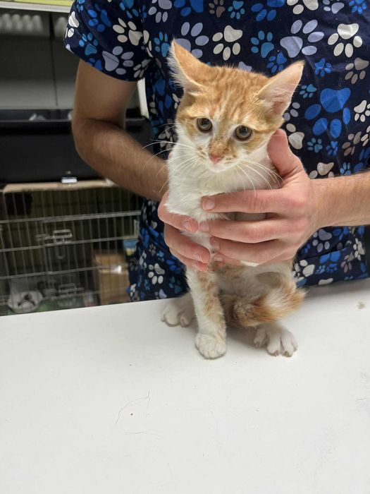 Две братчета на 3 месеца търсят дом