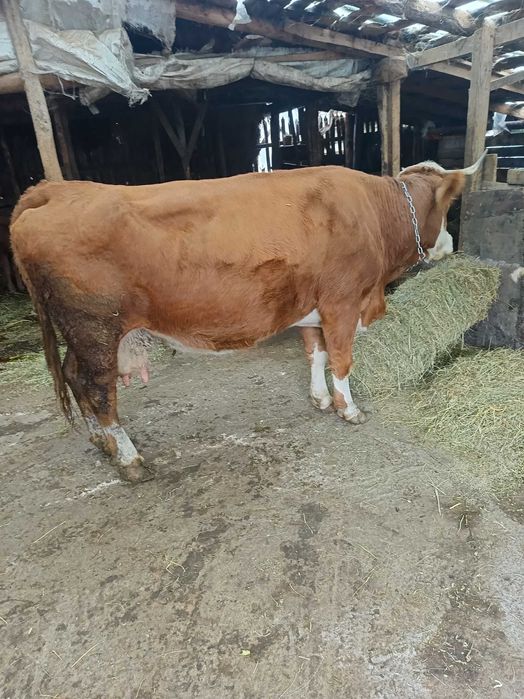 Vând vaci bălțată romaneasca