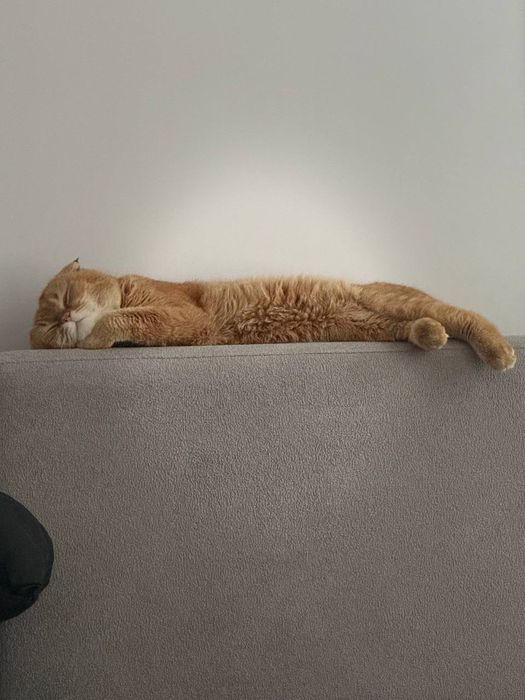 Кошка веслоухая