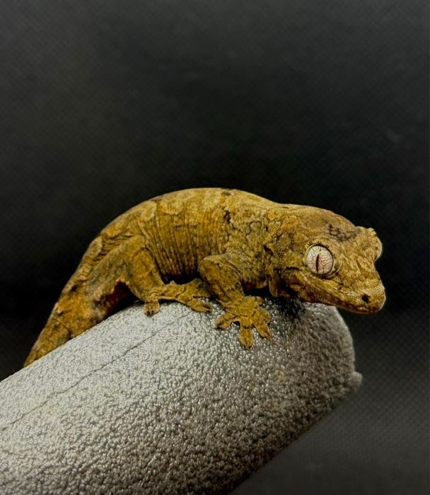 Чахоуа гекон (Mainland Chahoua)