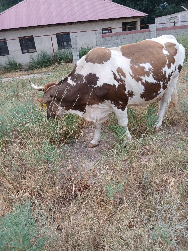 Продам КОРОВУ. Породистую.