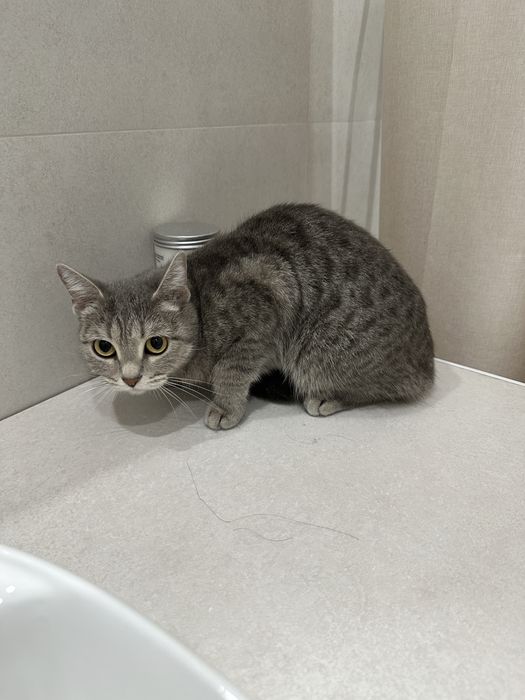 Отдам кошку в добрые руки