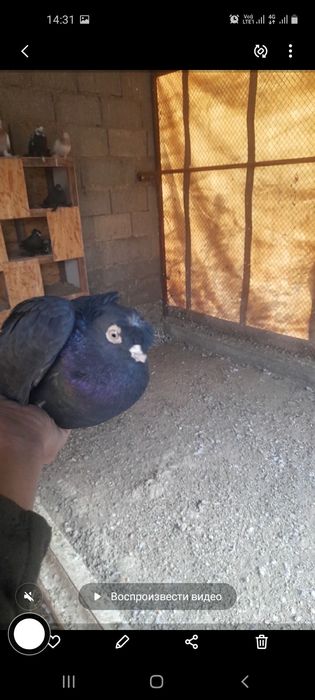 Продам двухчубого голубя.