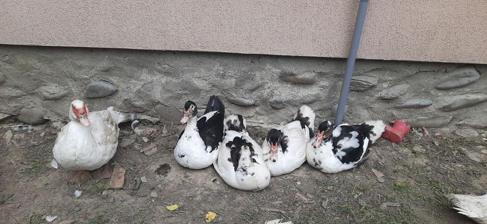 Vând rățoi lesesc!