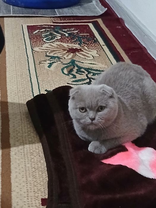 Mushuk sotiladi parodasi scotish fold