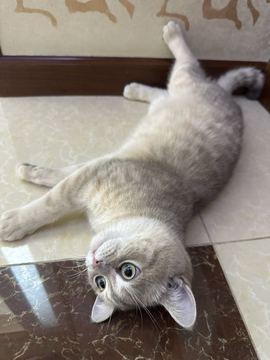 Кот, британская шиншилла