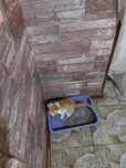 котенок 1,5 месяцев