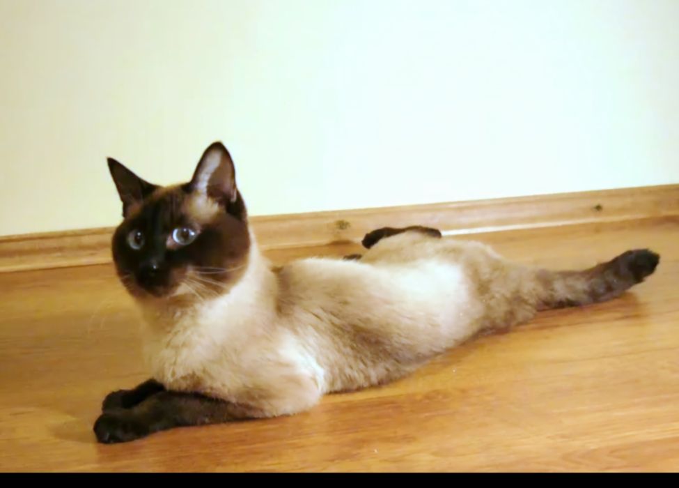 Найдена очаровательная кошечка.  Срочно нужны заботливые котородители