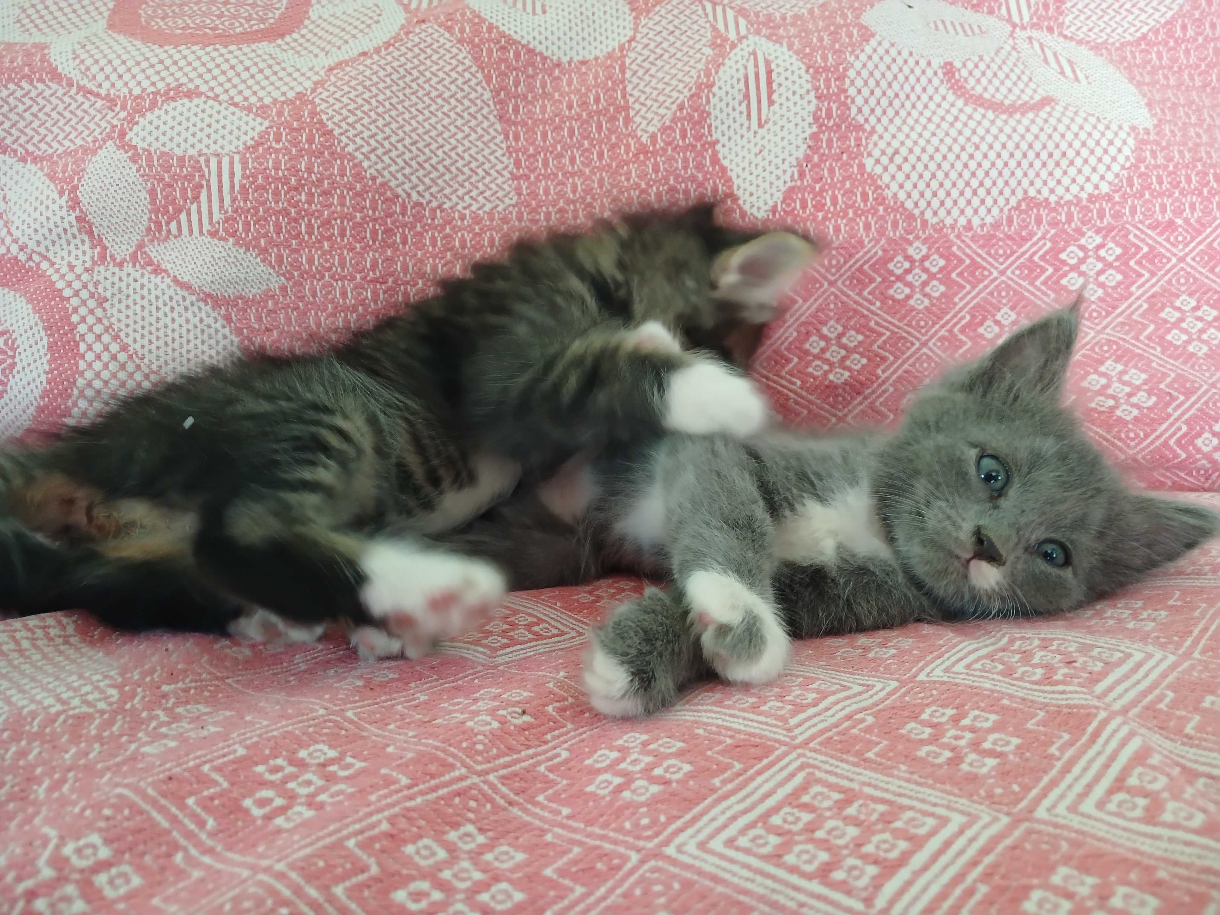 Котята в заболивые руки