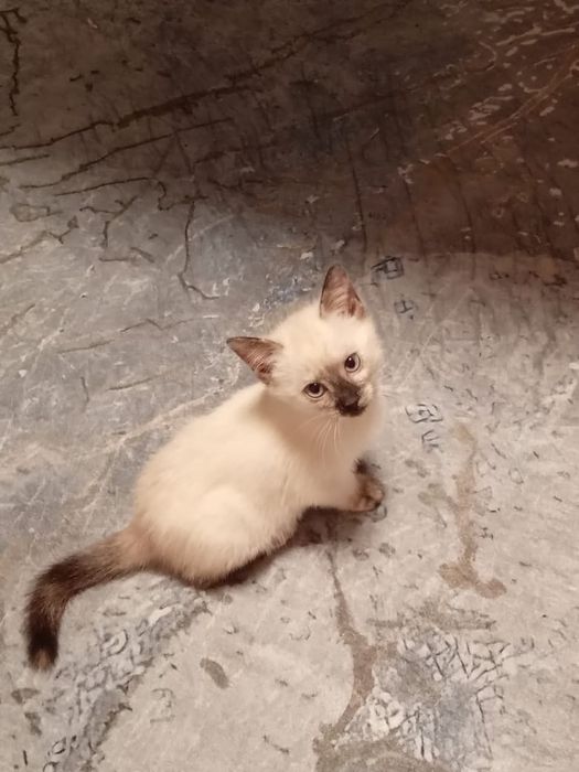 Отдам в добрые руки