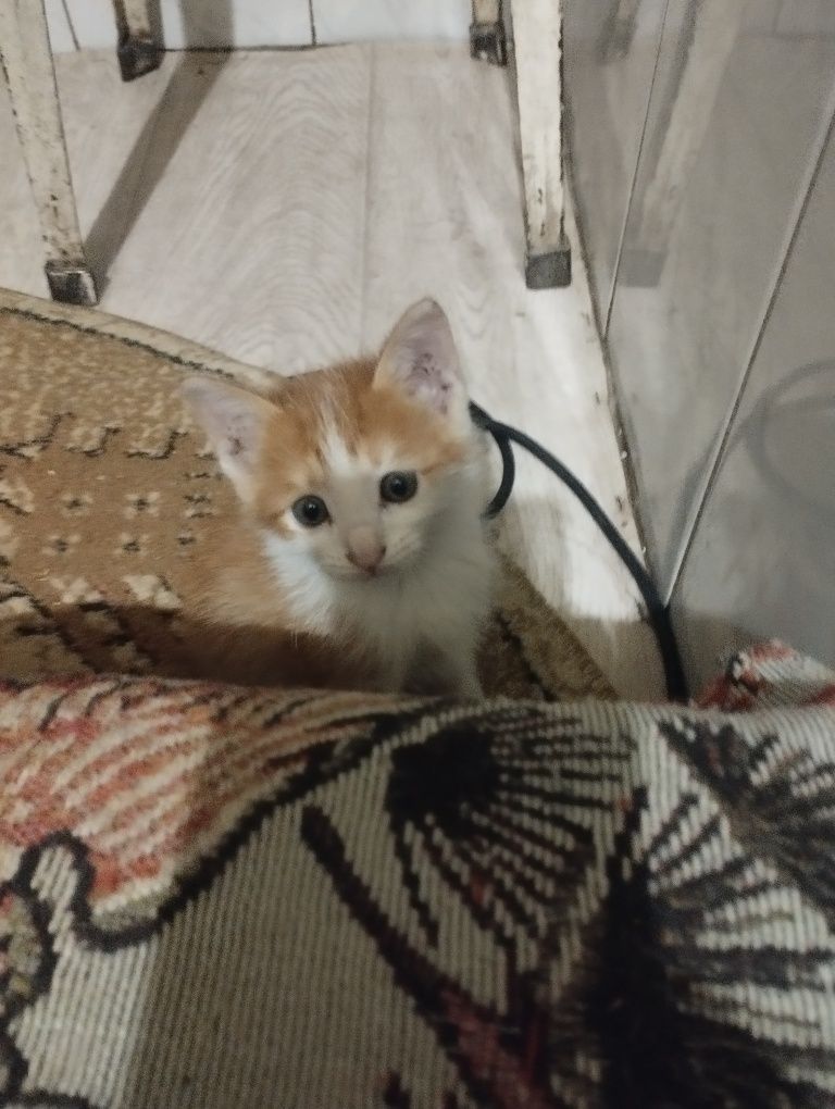 Отдам котят в хорошие добрые руки