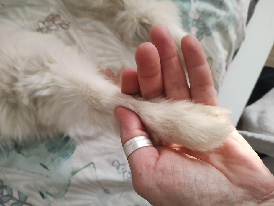 Guler blana de vulpe polară