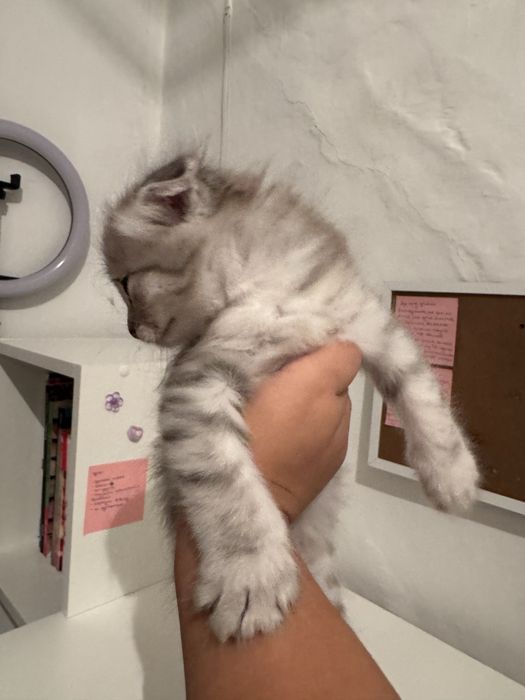 Шотландский котенок, мальчик