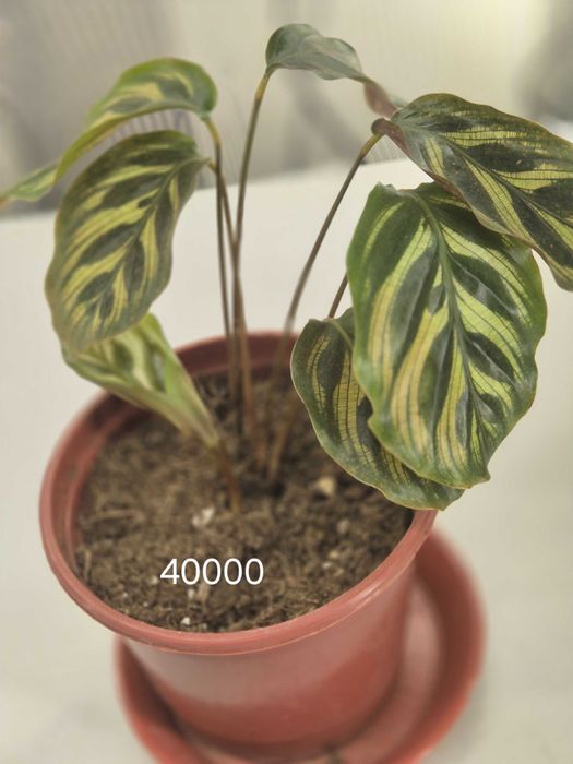 Продаётся комнатные цветы