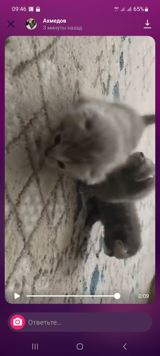 Шотландское вислоухое котёнок продаётся