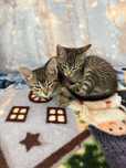 Urgent – Dăm spre adopție doi pisoi adorabili!