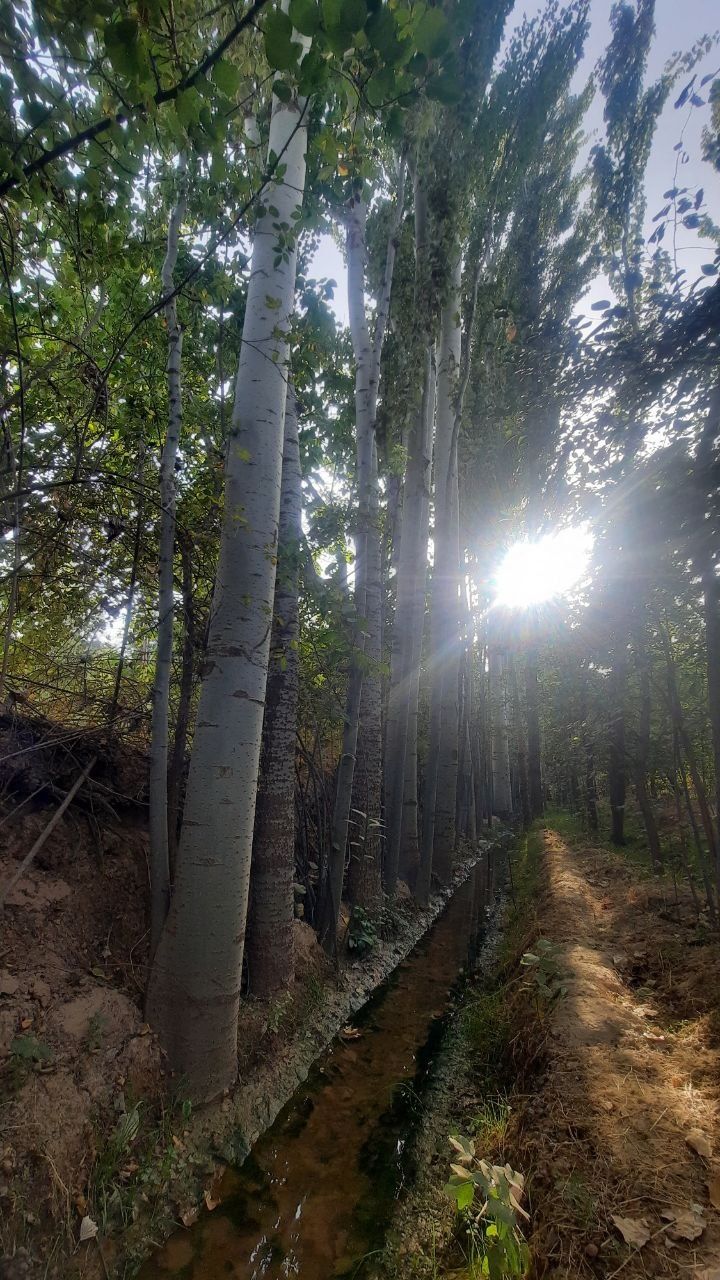 Тераклар бор сотлади