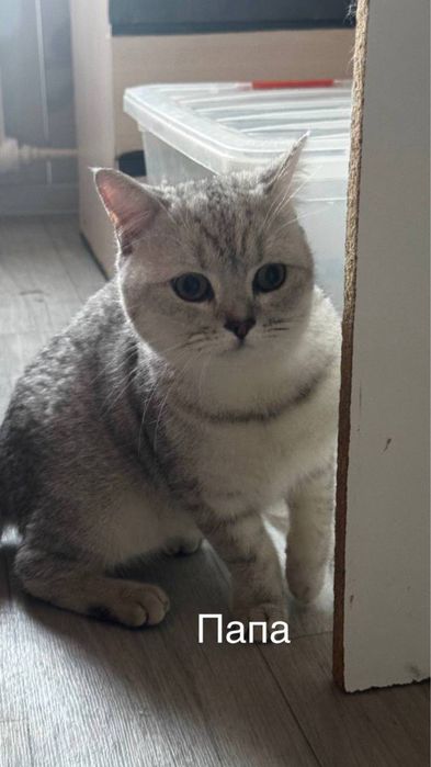 Остался один котенок шотланский скотиш фолд