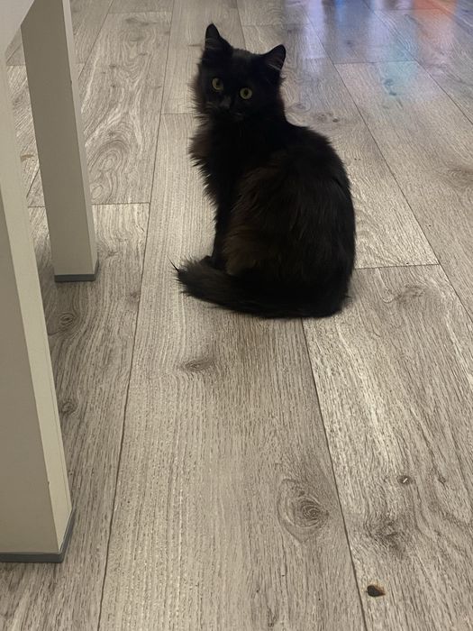 Отдам в добрые руки котенка, мальчик!