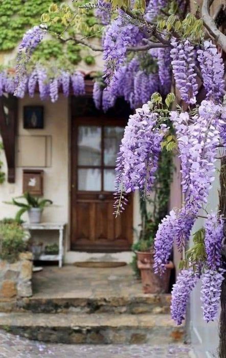 Wisteria -Magia florilor in gradina ta!