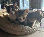 Pisoiasi de adoptat