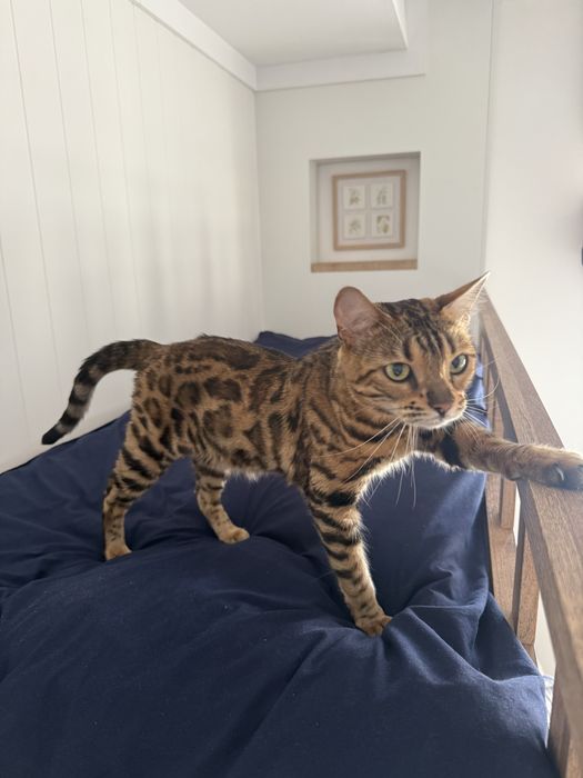 Продам кошку , 5 лет , в лоток ходит , не привередливая,