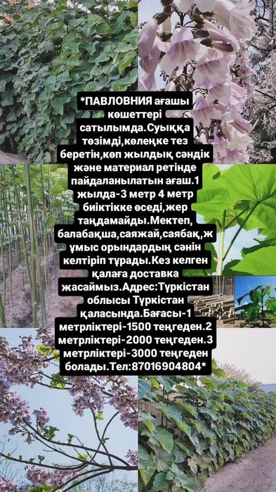 *Павловния ағашы көшеттері сатылады.Суыққа төзімді болады.Көлеңке тез