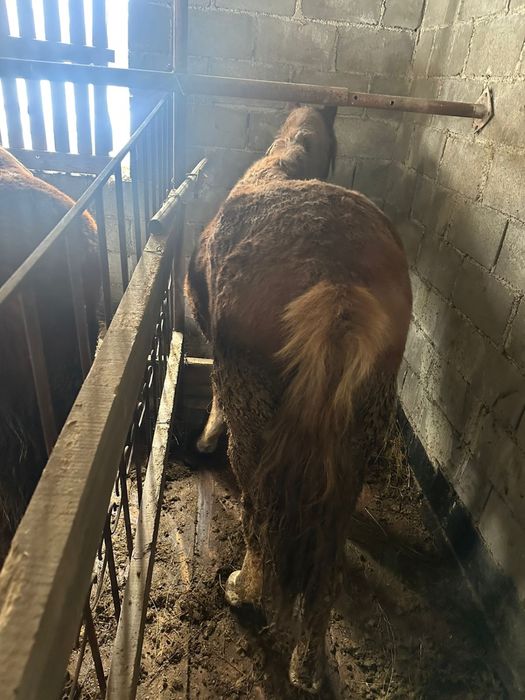 Продам лошадей тай и байтал