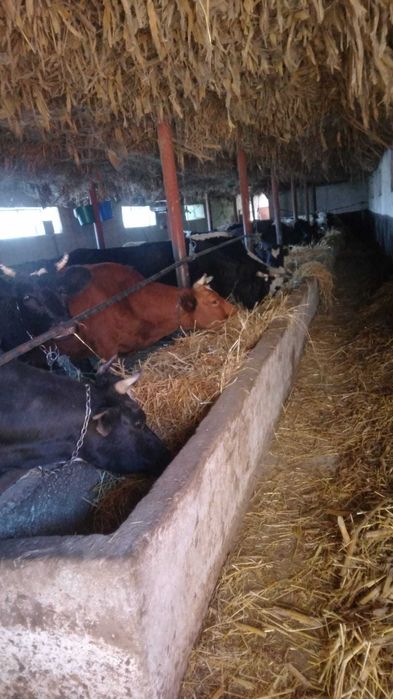 Vand vaci la alegere- pret negociabil la fata locului