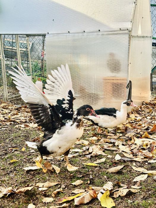 Vand rate mute (lesesti)