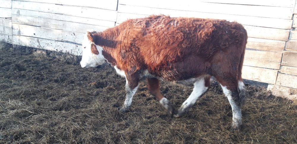 2 жасар өгіздер сатылады.