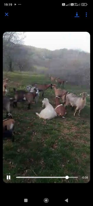 Capre tinere majoritatea la prima și a doua fatare.