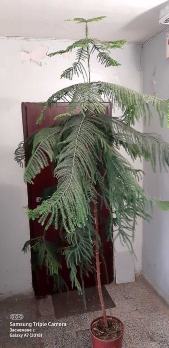 Араукария (Araucaria heterophylla)
