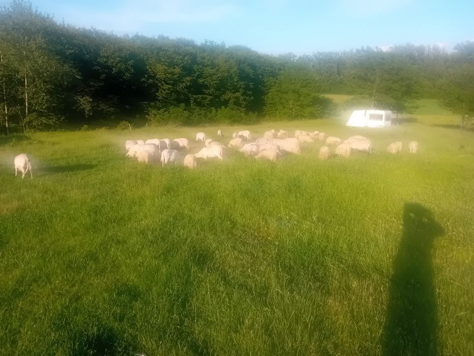 Oi țurcanu de vanzare