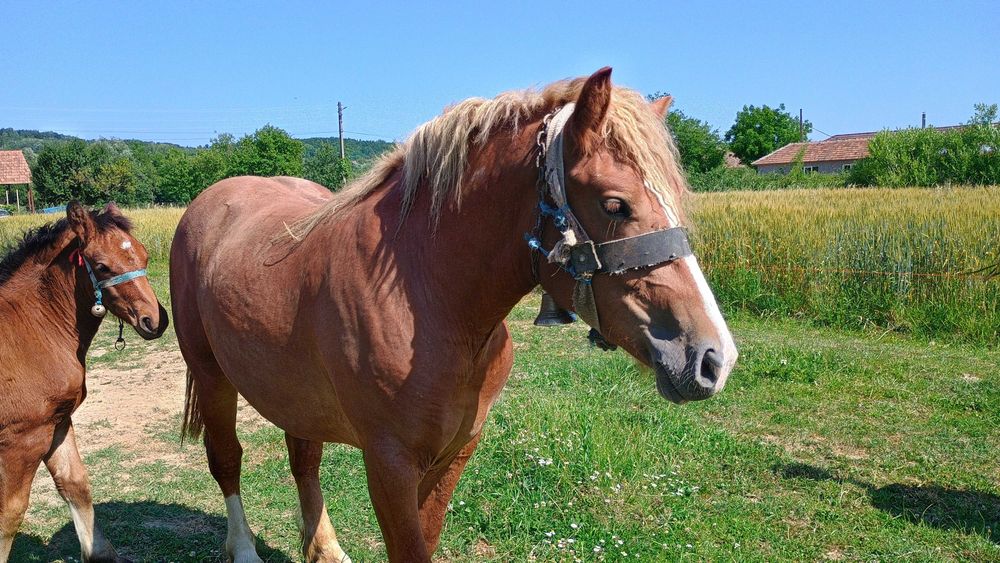 Vând mânză de 2 ani  preț 2400 de euro negociabil