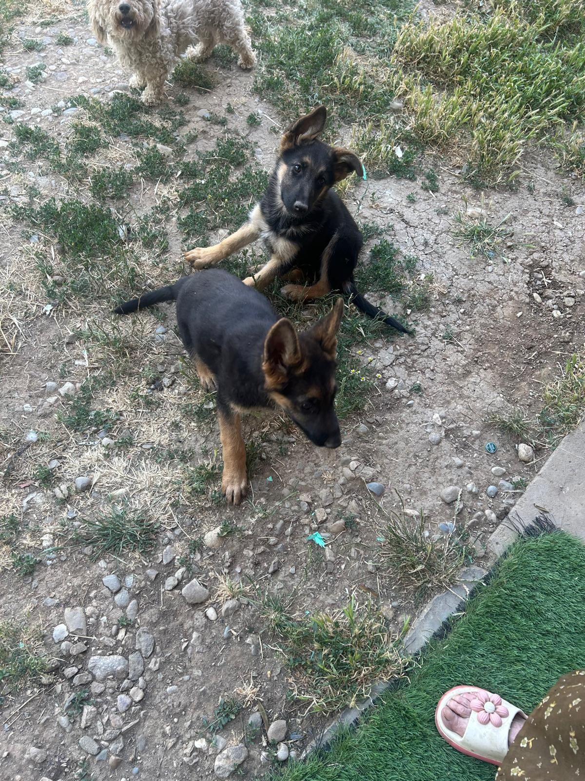 Pui de Ciobănesc German
