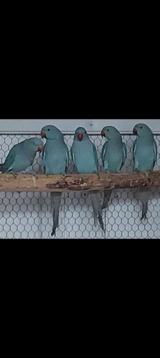 Micul Alexandru  oferta de  sărbători