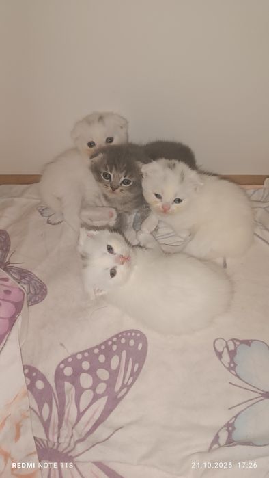 Продаются котята от правильной вязки