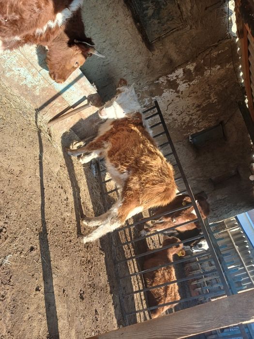 Үш ұрғашы баспақ сатылады 2-кенже туған 160 нан, біреуі 250 мың