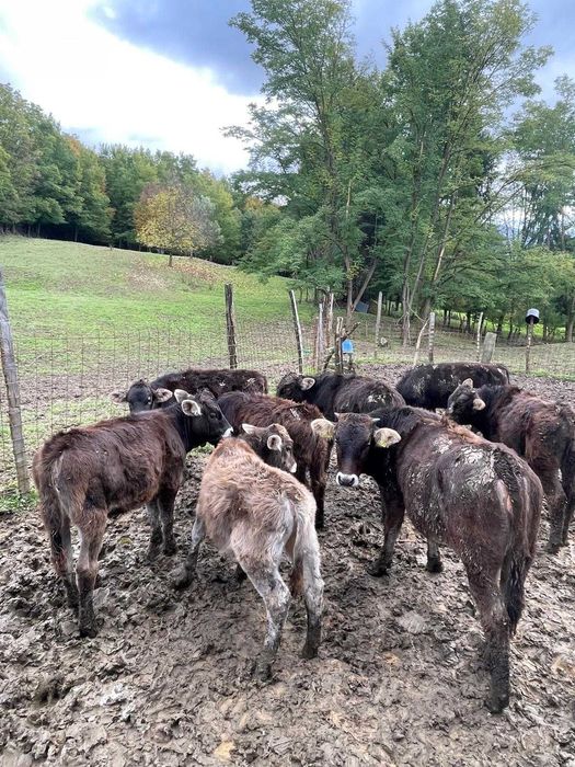 Vănd viței de diferite categorii de greutate