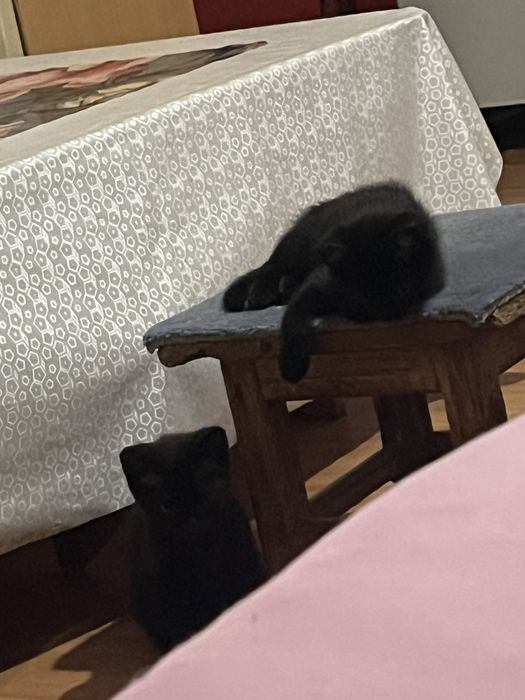 отдам в хорошие руки