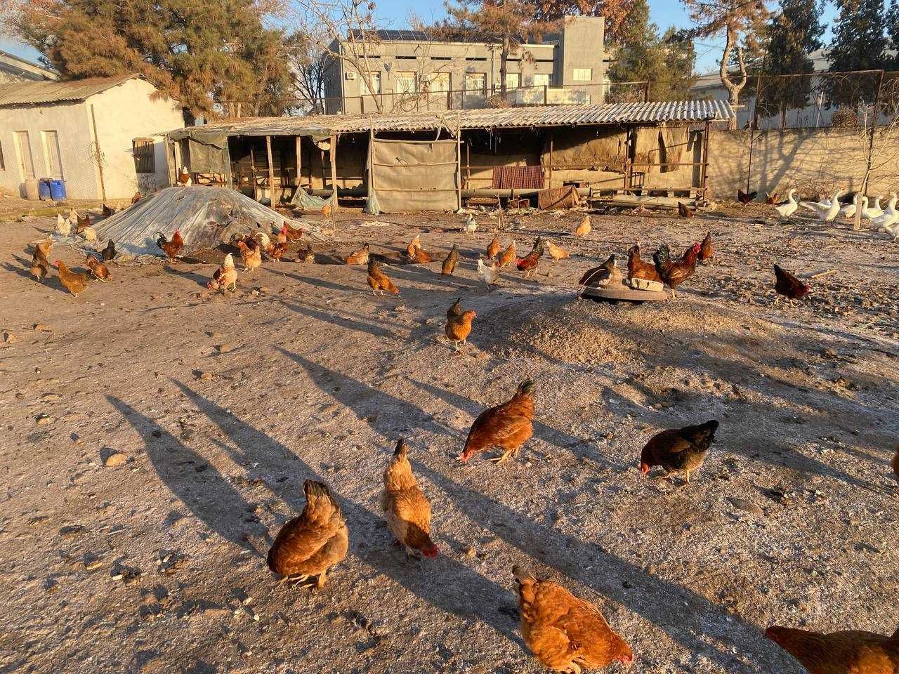 Qizil tavuq damashniy sotiladi