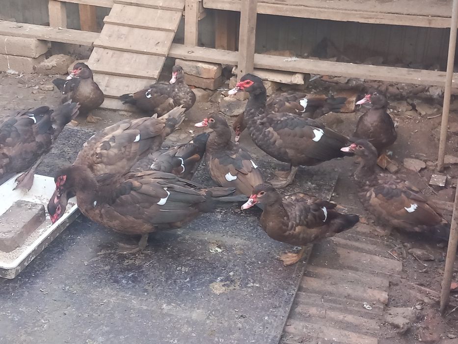 Rațe leșești Ciocolatii pentru reproducere