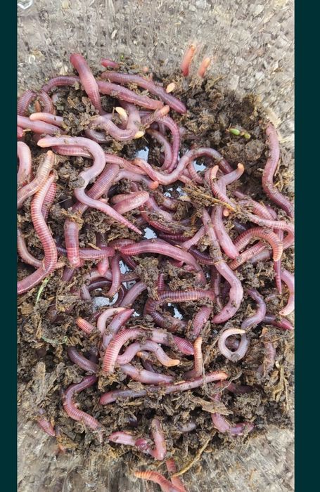 Черви для рыбалки