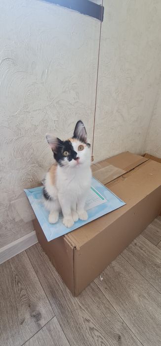 Котенок бесплатно