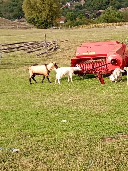 Țap de vânzare !!!