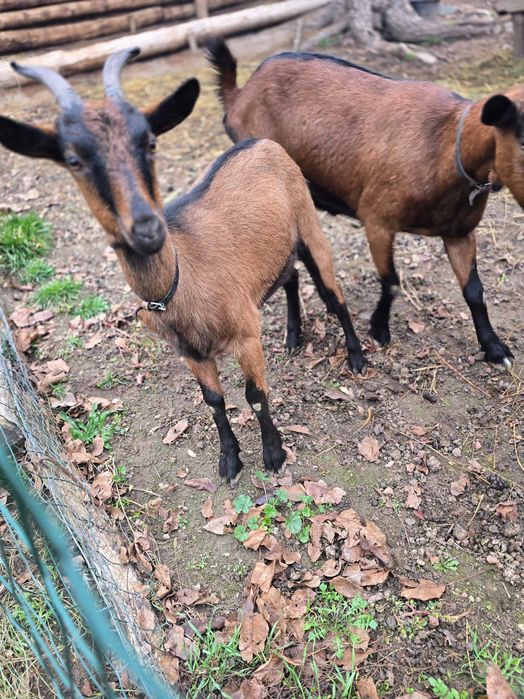 De vanzare iadă alpină franceza rasă pură!